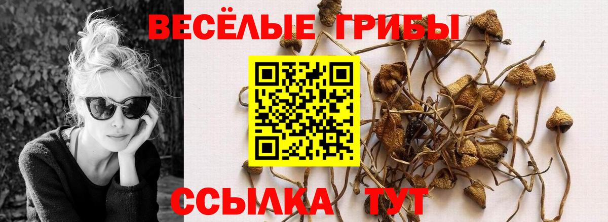 Псилоцибиновые грибы GOLDEN TEACHER  Вход с VPN  Кашира 